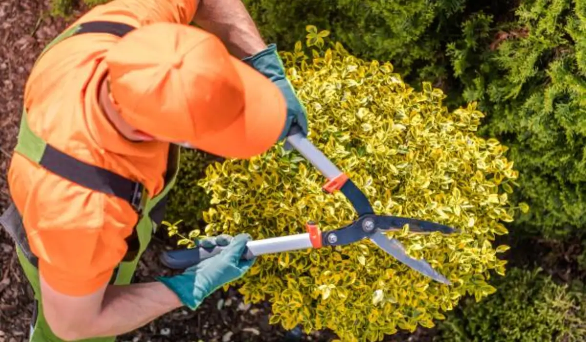 A professional arborist performing tree trimming on overgrown shrubs using hedge shears to maintain healthy growth.