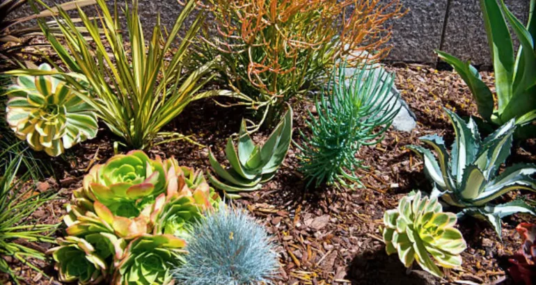 Best Drought-Resistant Landscaping Ideas for a Low-Maintenance Yard