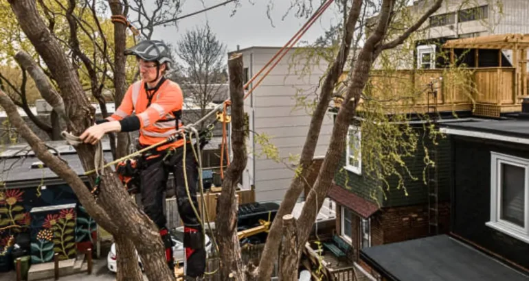 Tree Trimming Tips: When to Prune or Remove a Hazardous Tree