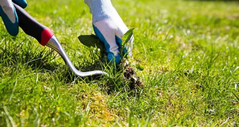 Why Your Lawn Keeps Getting Weeds (and How to Fix It for Good)
